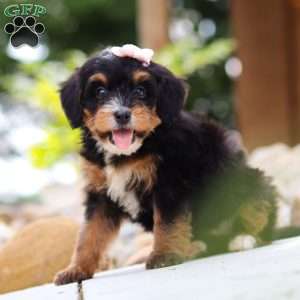 Sweet Caroline, Mini Bernedoodle Puppy